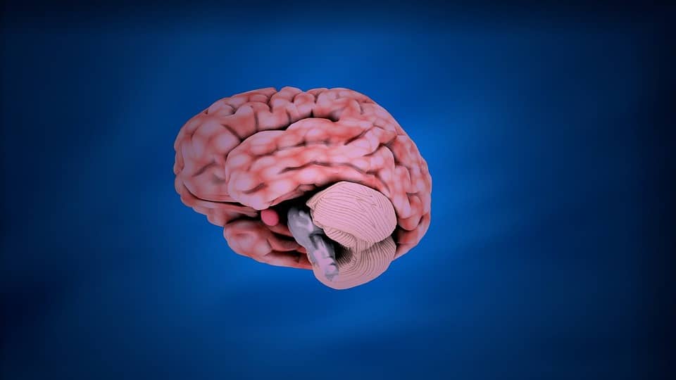 figure of human brain