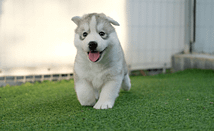 Helpful Tips for Taking Care of a New Siberian Husky Puppy